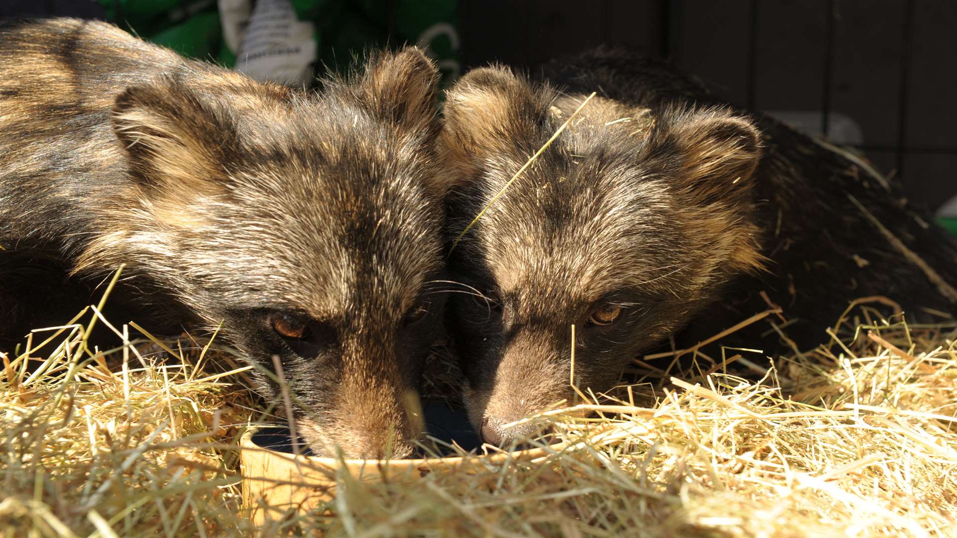 The raccoon dogs were rescued from a home in Dartford. Picture: Library image