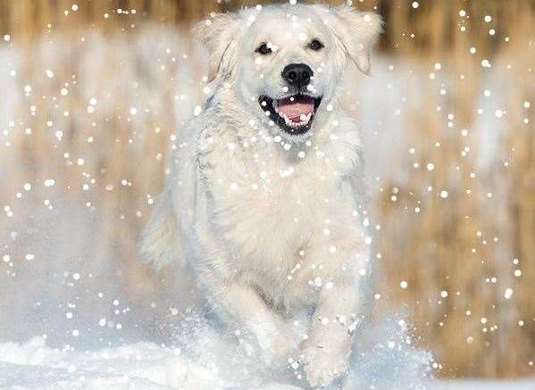 Paws and tummies should be cleaned and free of ice and grit after a walk