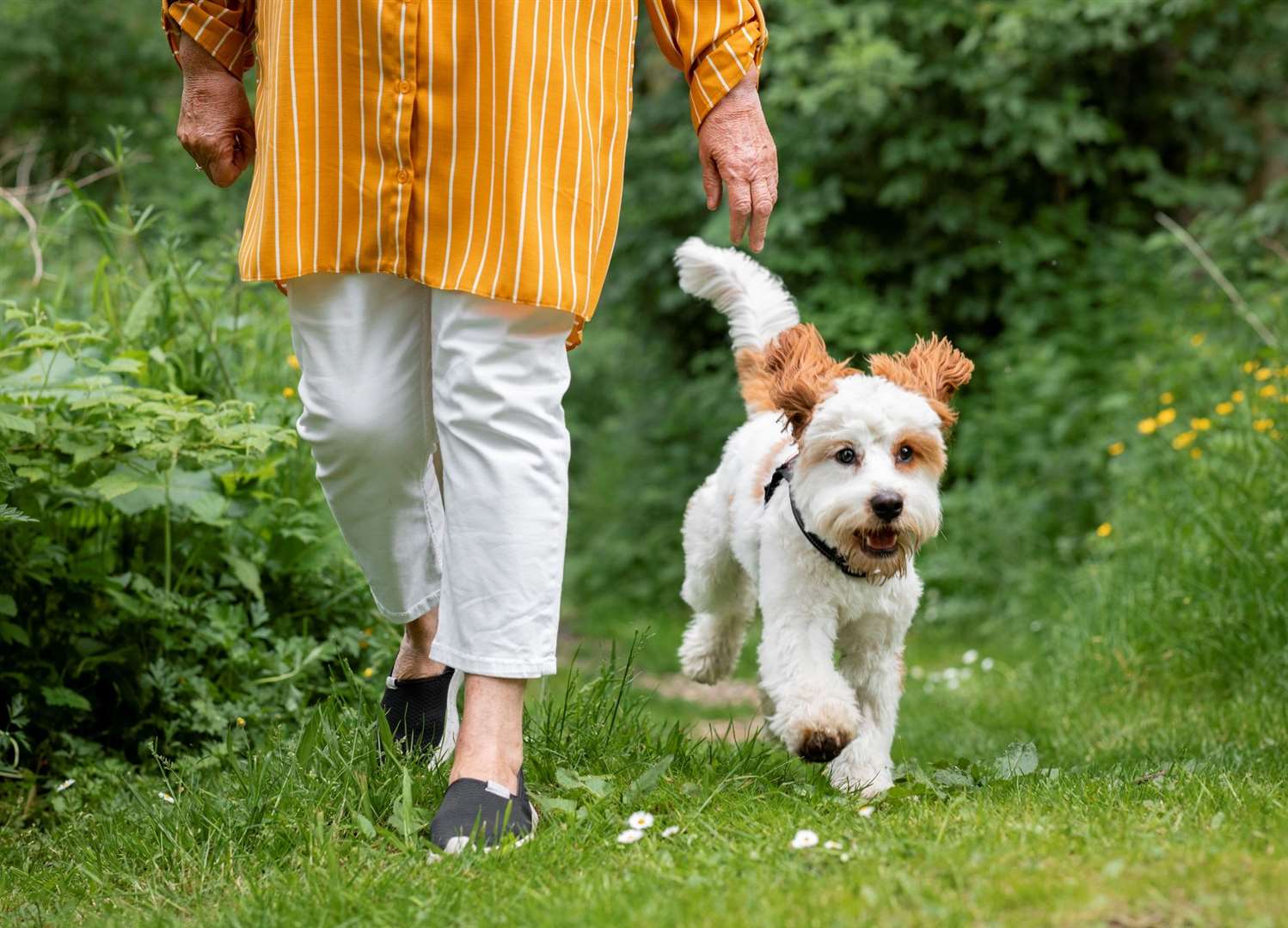 Members of the public consulted on a dog public space protection order were mainly supportive, but councillors were divided on how effectively it could be enforced. Picture: istock