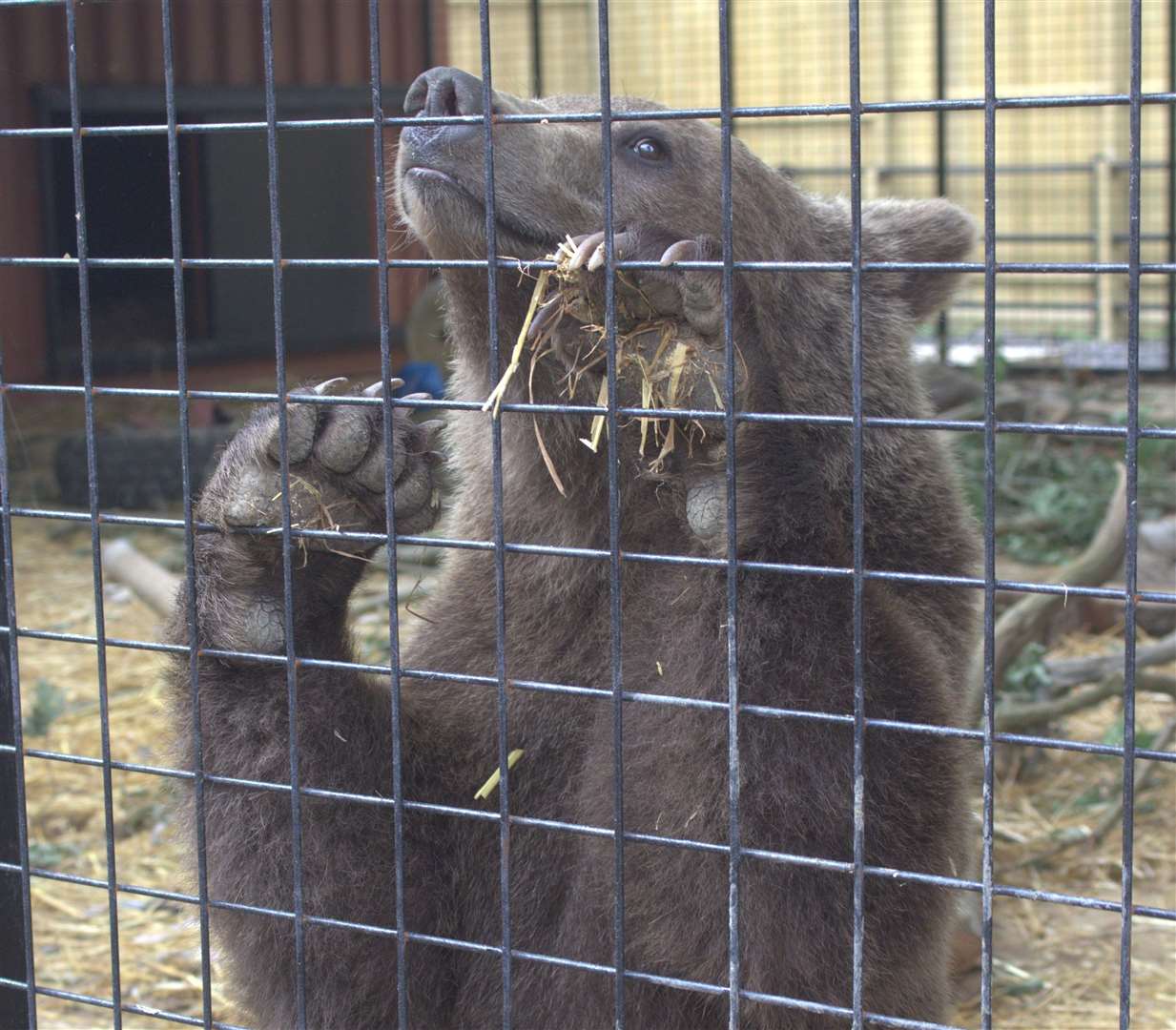 The bears travelled 800 miles to get to Kent