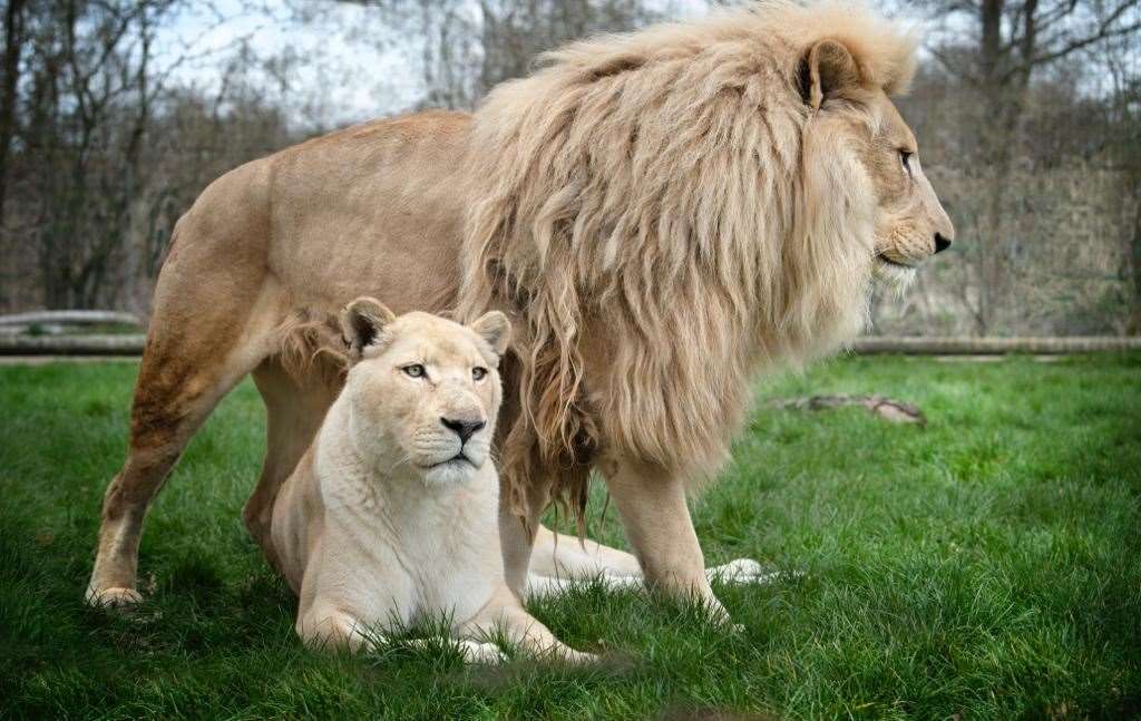 Ngozi with his sister and lifelong friend Imara. Picture: The Big Cat Sanctuary