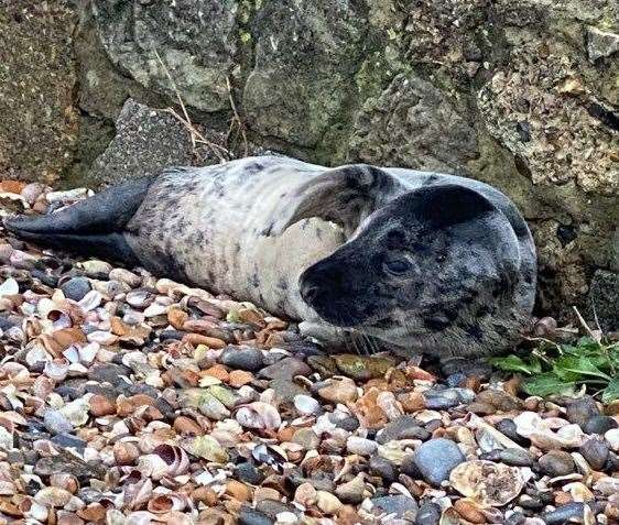 A stranded seal has been spotted near Minnis Bay in Birchington. Picture: Beth Richford