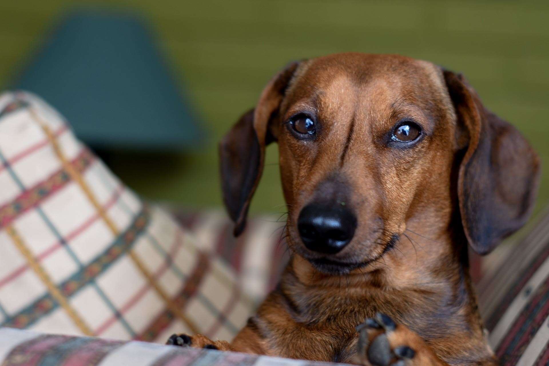 You can celebrate your dogs special day with a cake. Picture: Pixabay