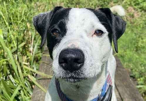 Jack Russell Terrier cross Mallow. Picture: Last Chance Animal Rescue