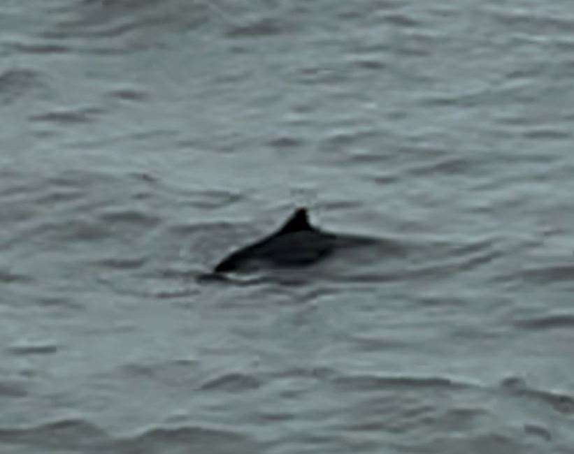 Dolphins spotted in the sea close to the Folkestone Harbour Arm on February 10, 2024. Picture: Emilia Threadgill