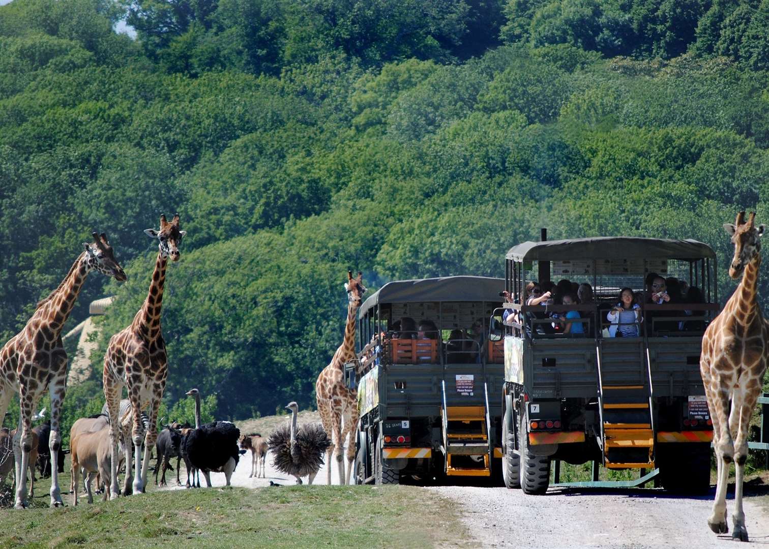 Port Lympne is now home to 17 rhinos from three of the five species. Picture: Port Lympne Reserve