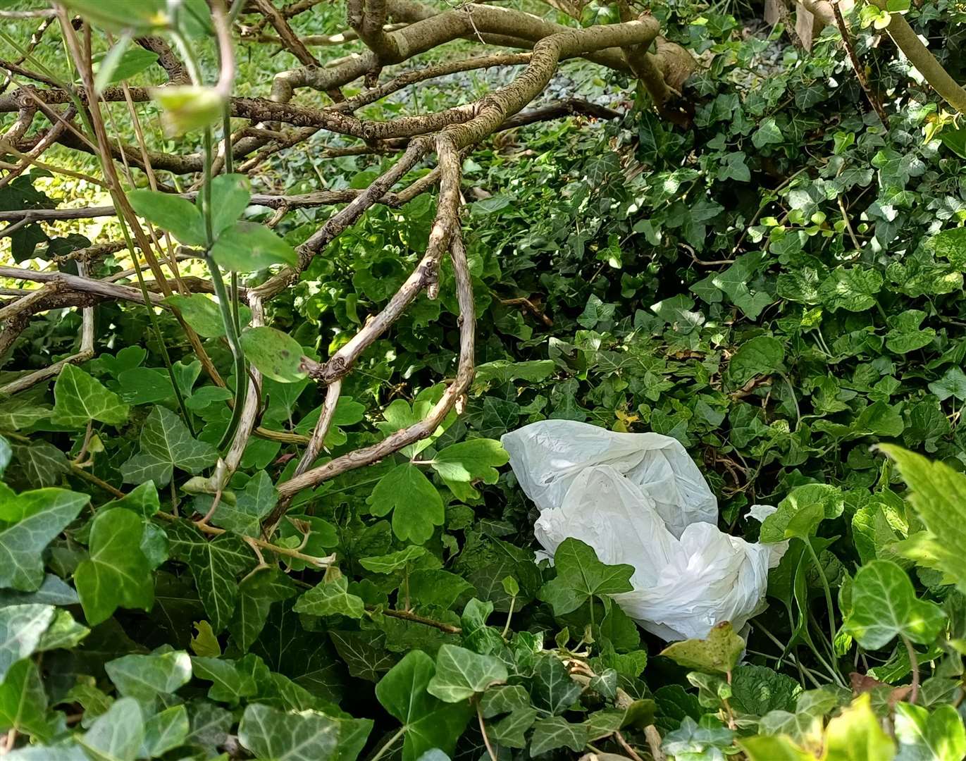 Litter has been found in the bush outside of Barbara Quick's home in Maidstone