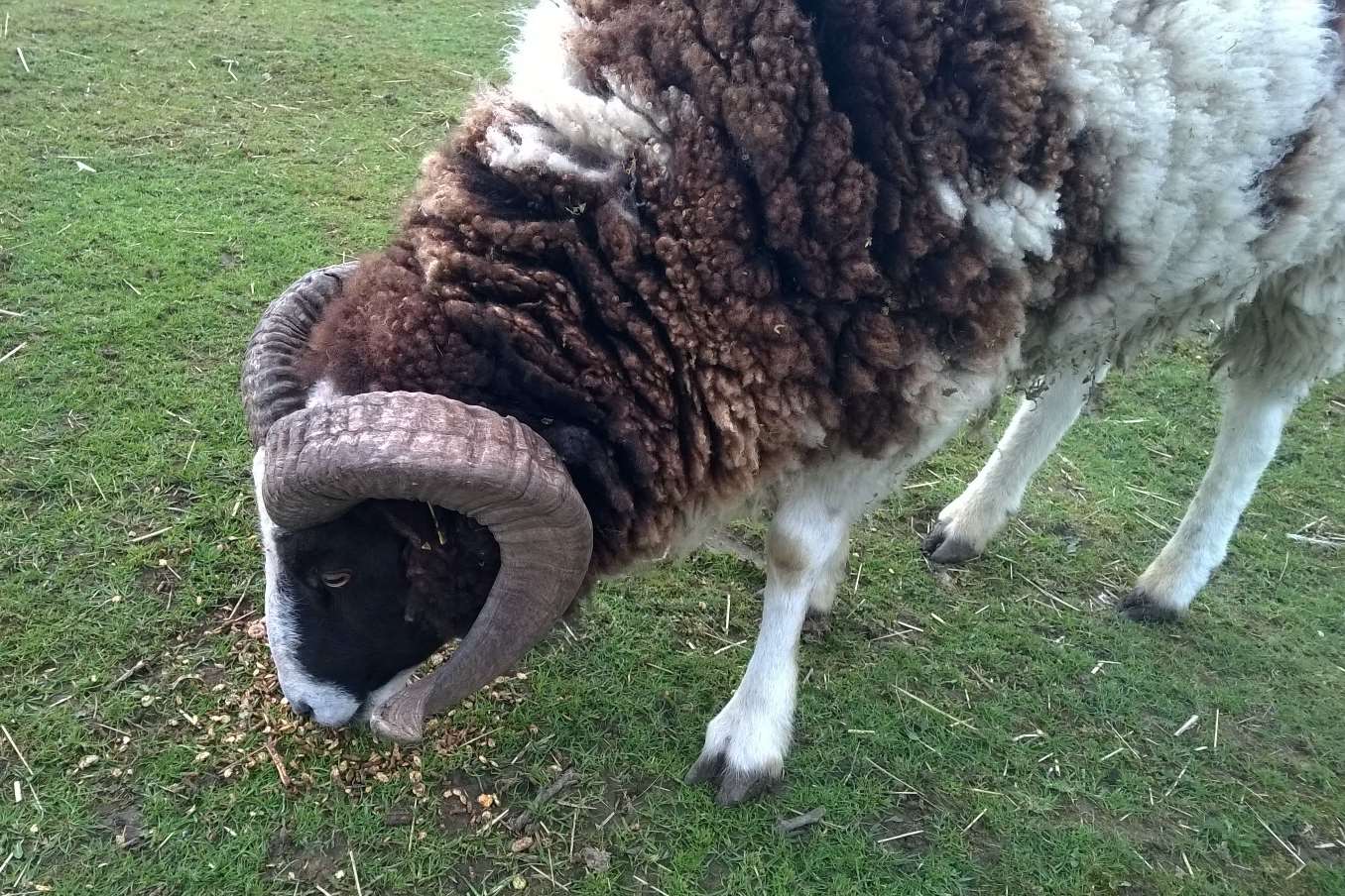 The little lamb's mother, a Jacob sheep