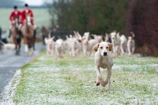 Stock picture of fox hunting. Copyright: Thinkstock