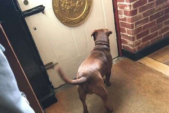 Gino was perfectly happy anywhere in the bar – whether anyone answered his request to open the door to outside alley/gents I’m not sure