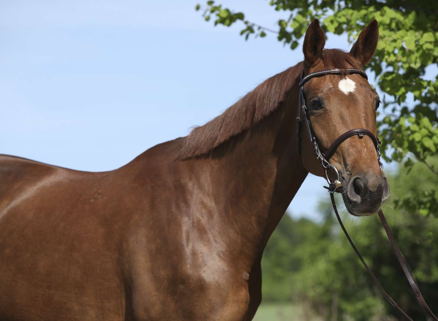 Fire crews are working to save the horse. Stock picture