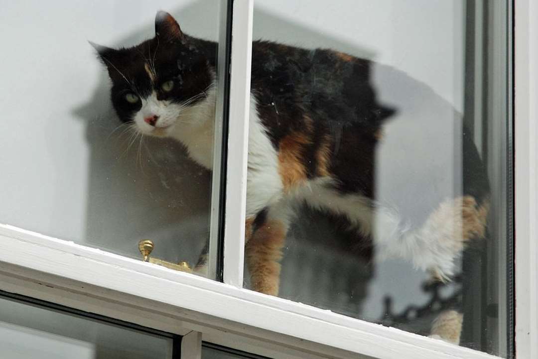 He may not be black, but this cat has been bad luck for Bruce Gough