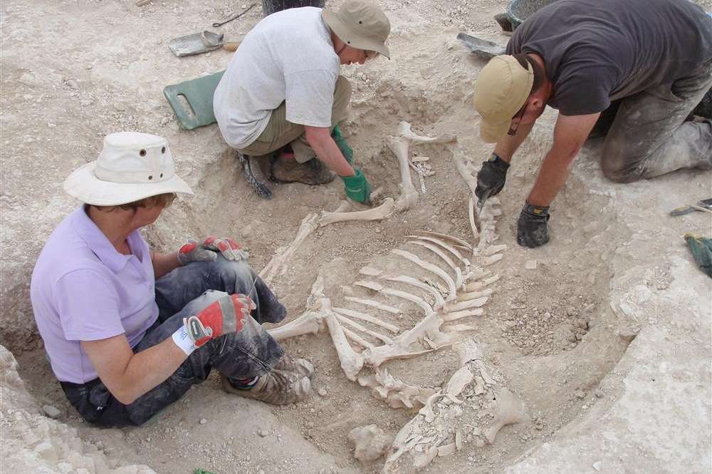 This skeleton of a cow is believed to have been sacrificed to the Gods in the early Bronze Age