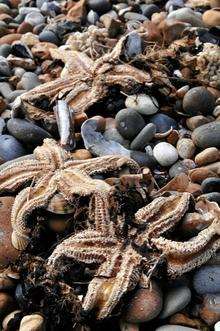 Thousands of starfish have been washed up on the Island's beaches