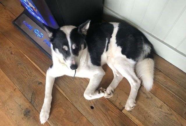 Bear is top dog here and this two-year-old Husky enjoys chilling out in various corners of the completed bar area