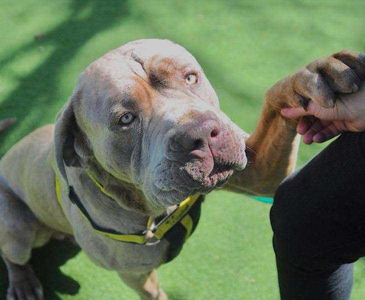 Mike is an Italian corso dog cross. Pic: Dogs Trust