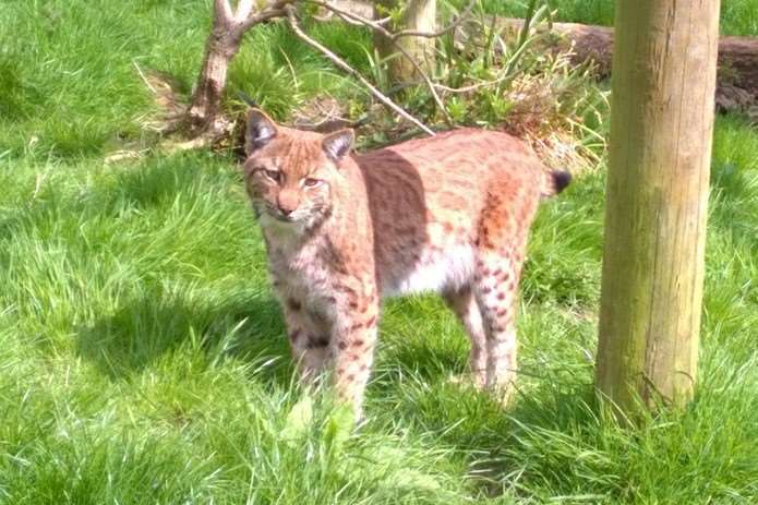 Flaviu has been found after escaping her enclosure