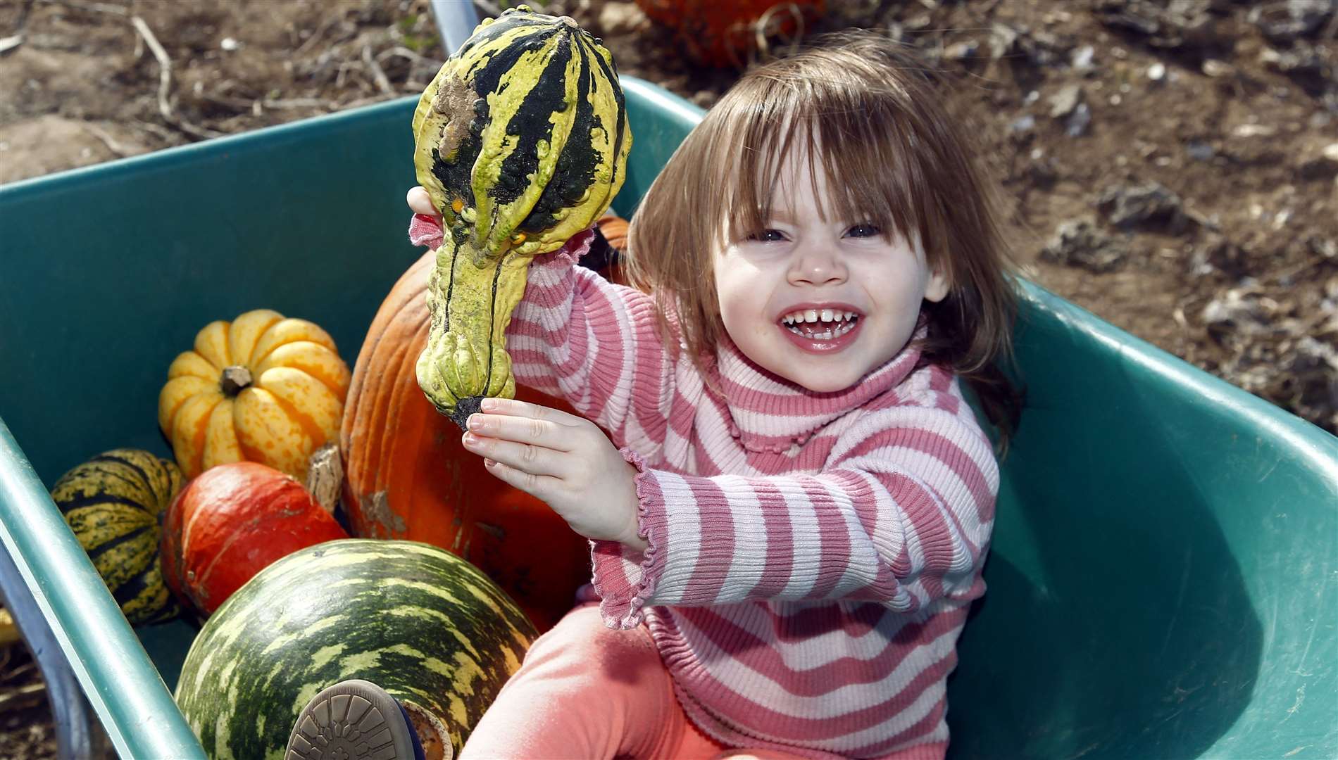 Scarlett Hempson picks a pumpkin at Pumpkin Moon in Sandling last year Picture: Sean Aidan