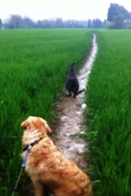 A video of a wallaby hopping through a field in Pluckley was watched by nearly 50,000 people on YouTube