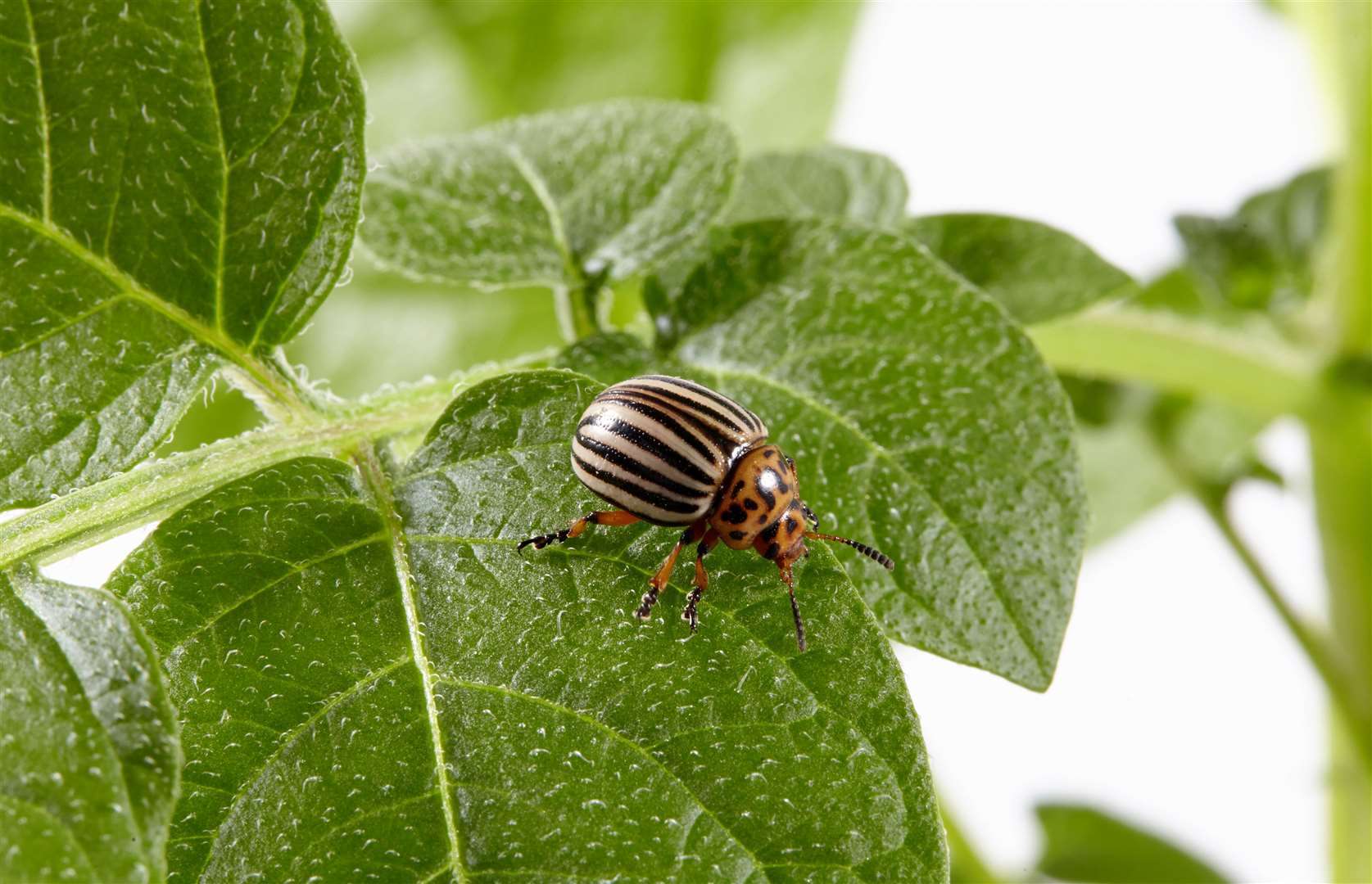 Adult beetles can be seen thanks to their bright yellow or orange and black stripes. Picture: Fera-Science Limited