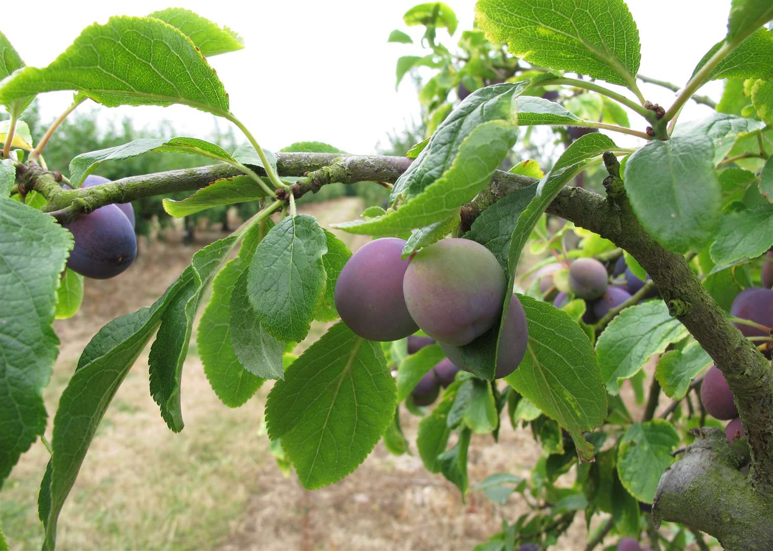 Plum Day at Brogdale in Faversham