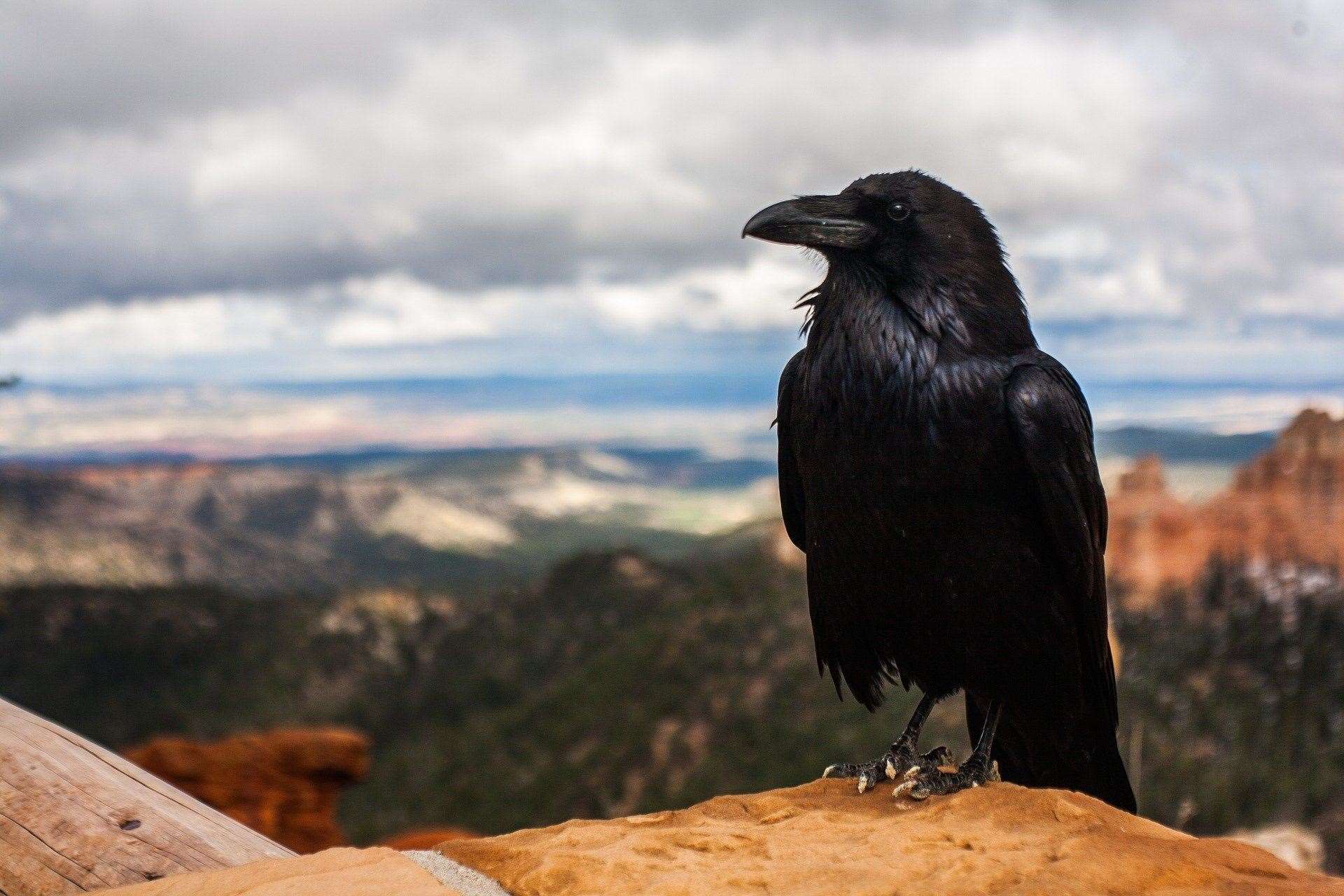 Dickens had a penchant for ravens - which he kept as pets with the original Grip being stuffed and kept in his home