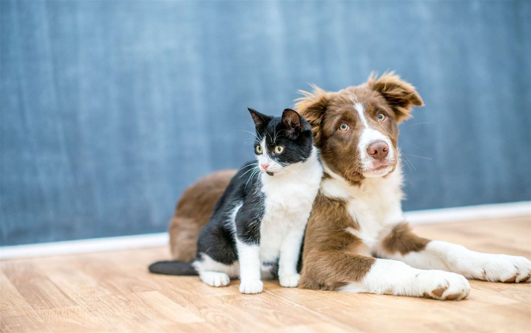 The legislation brings cats in line with microchipping rules for dogs. Image: iStock.