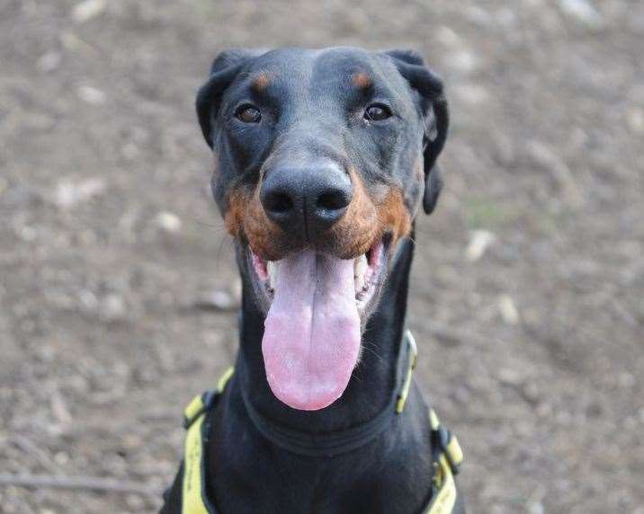 Darla the dobermann. Pic: Dogs Trust