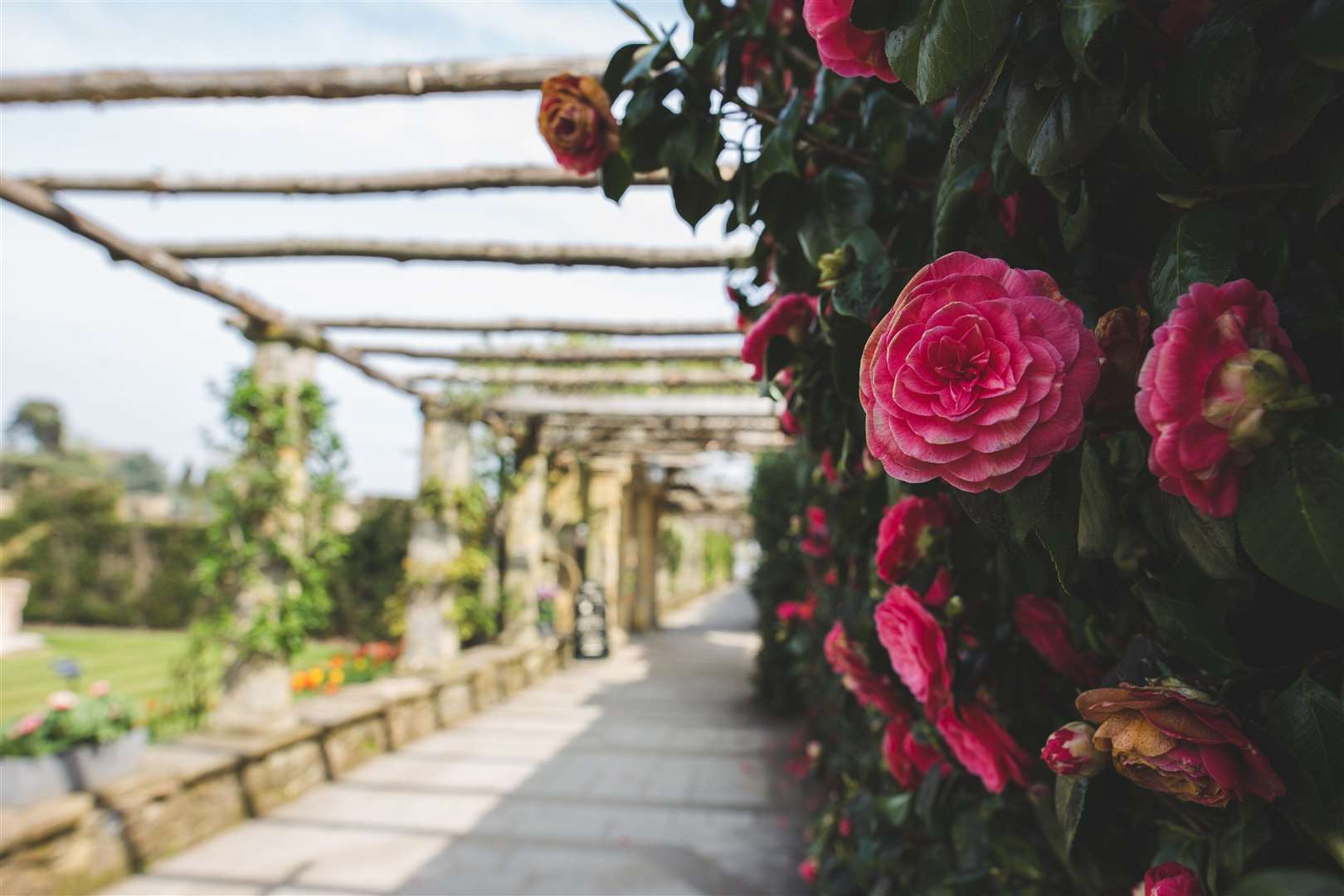 Camellias near the lake at Hever Castle Picture: Hever Castle & Gardens