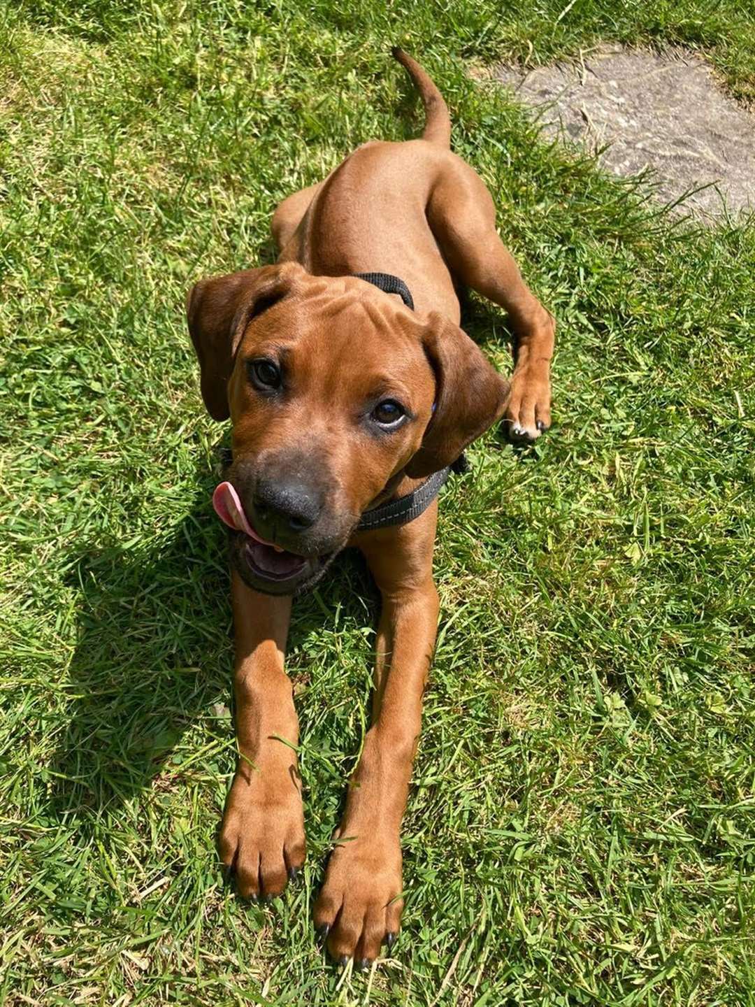 Koba was a nine-months-old rhodesian ridgeback. Picture: Ameet Bhakta