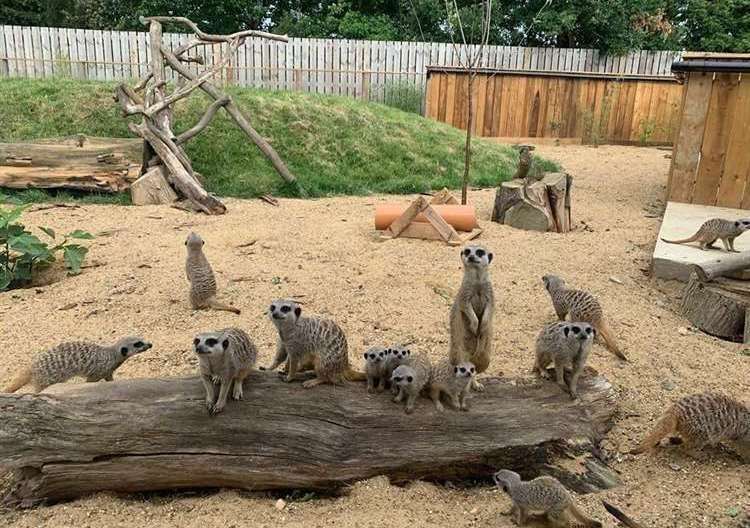 The meerkats at the Fenn Bell zoo. Picture: The Fenn Bell Conservation Project