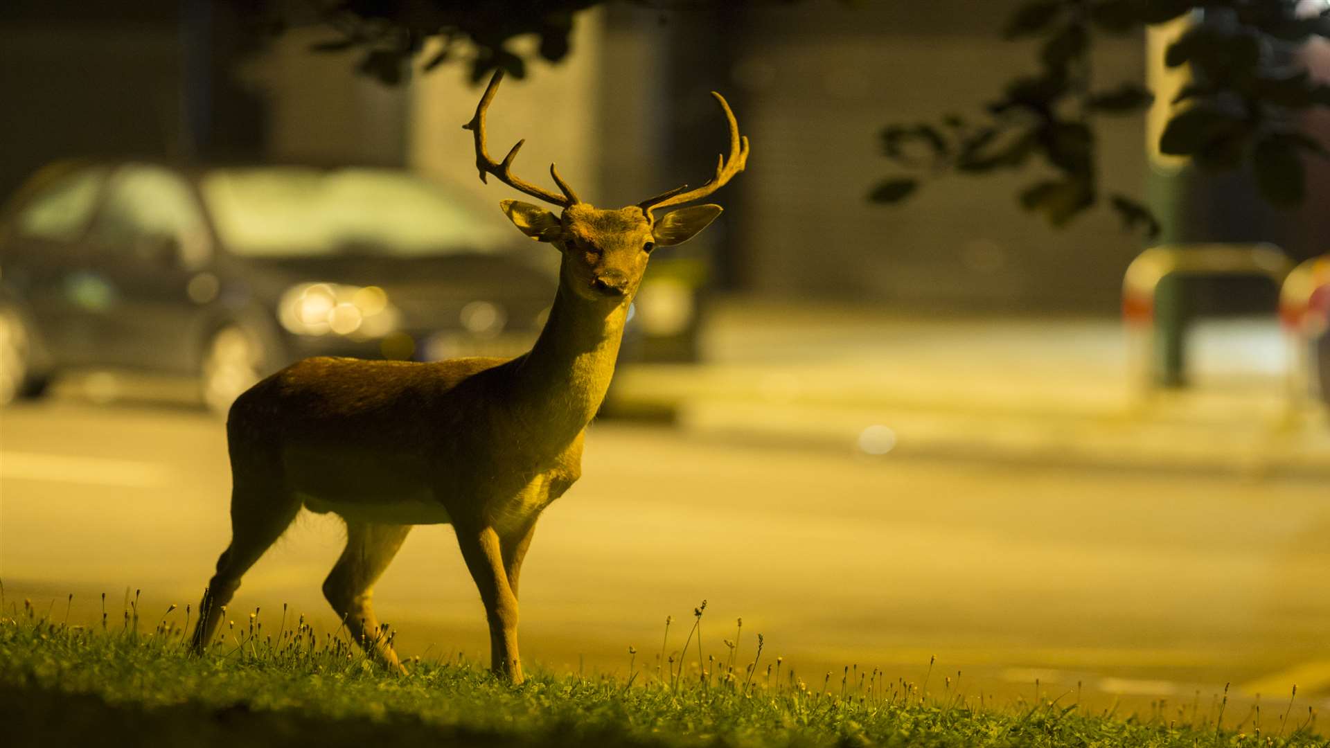 A deer. Stock picture