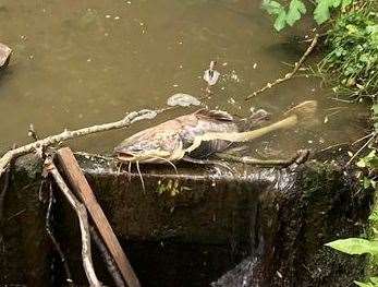 Catfish dumped in Greggswood Stream in Tunbridge Wells. Picture: Paul Kent