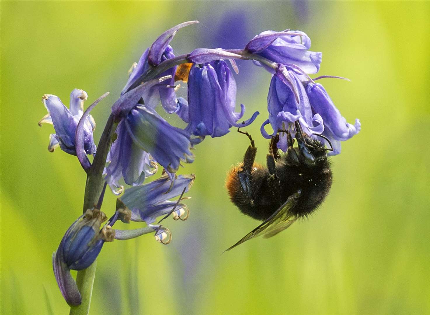 Learn about bees at Brogdale