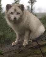 A young Artic fox is one of the animals in the woodland. Pictures: Derek Stingemore