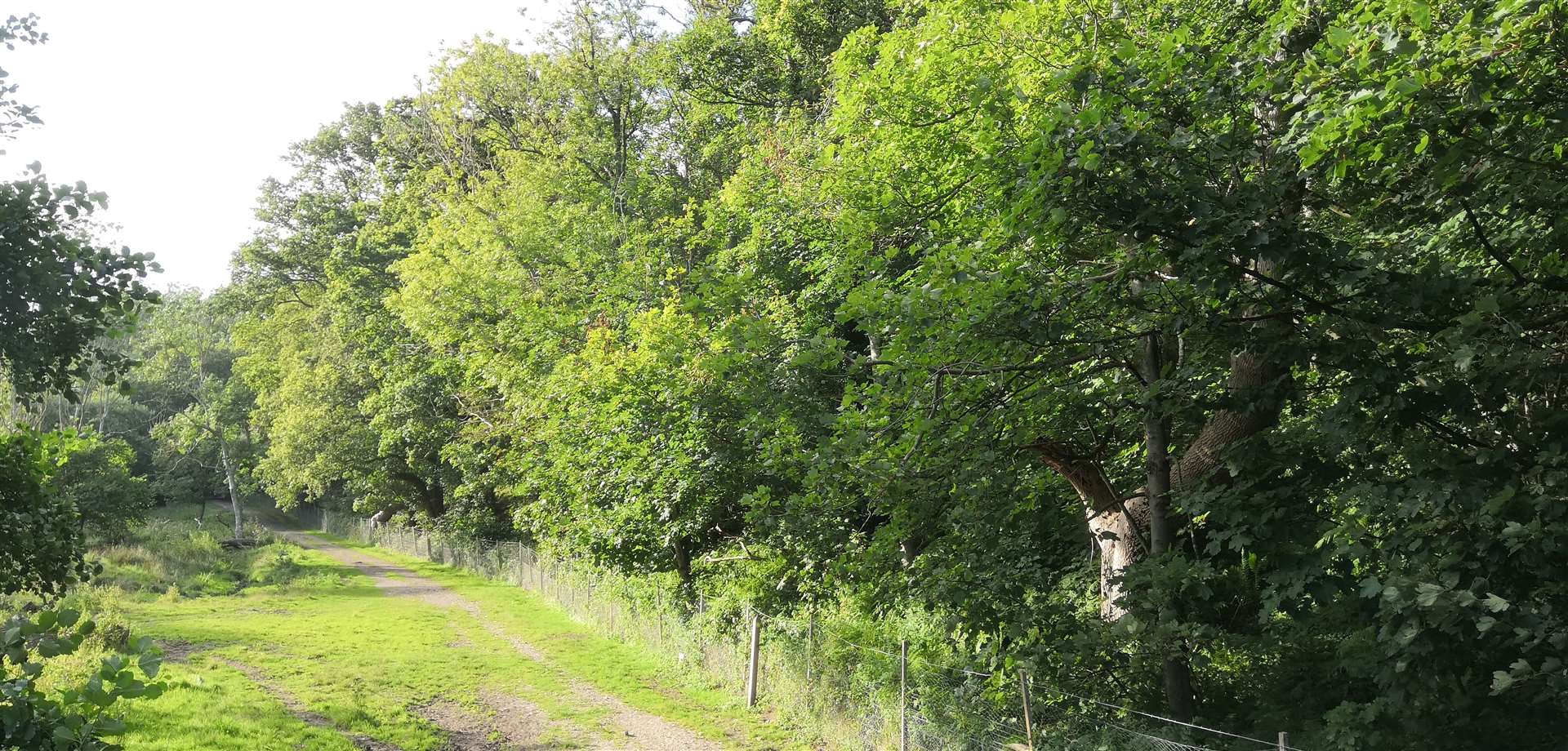 The woods in question at Mill Leese, near Saltwood Castle. Photo: Mike Slade