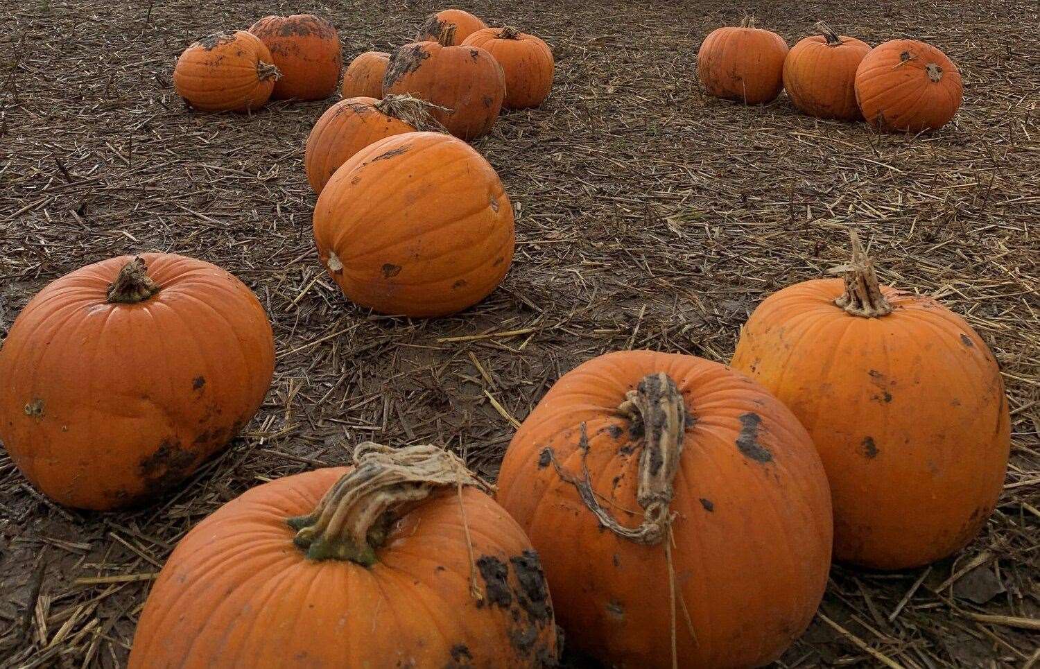 Kent’s PYO pumpkin patches will be opening up for the season this October. Picture: Facebook / Felderland Farm