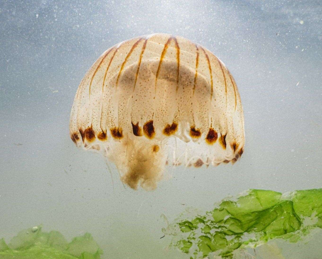 Compass jellyfish in Walpole Bay. Picture: Rebecca Douglas