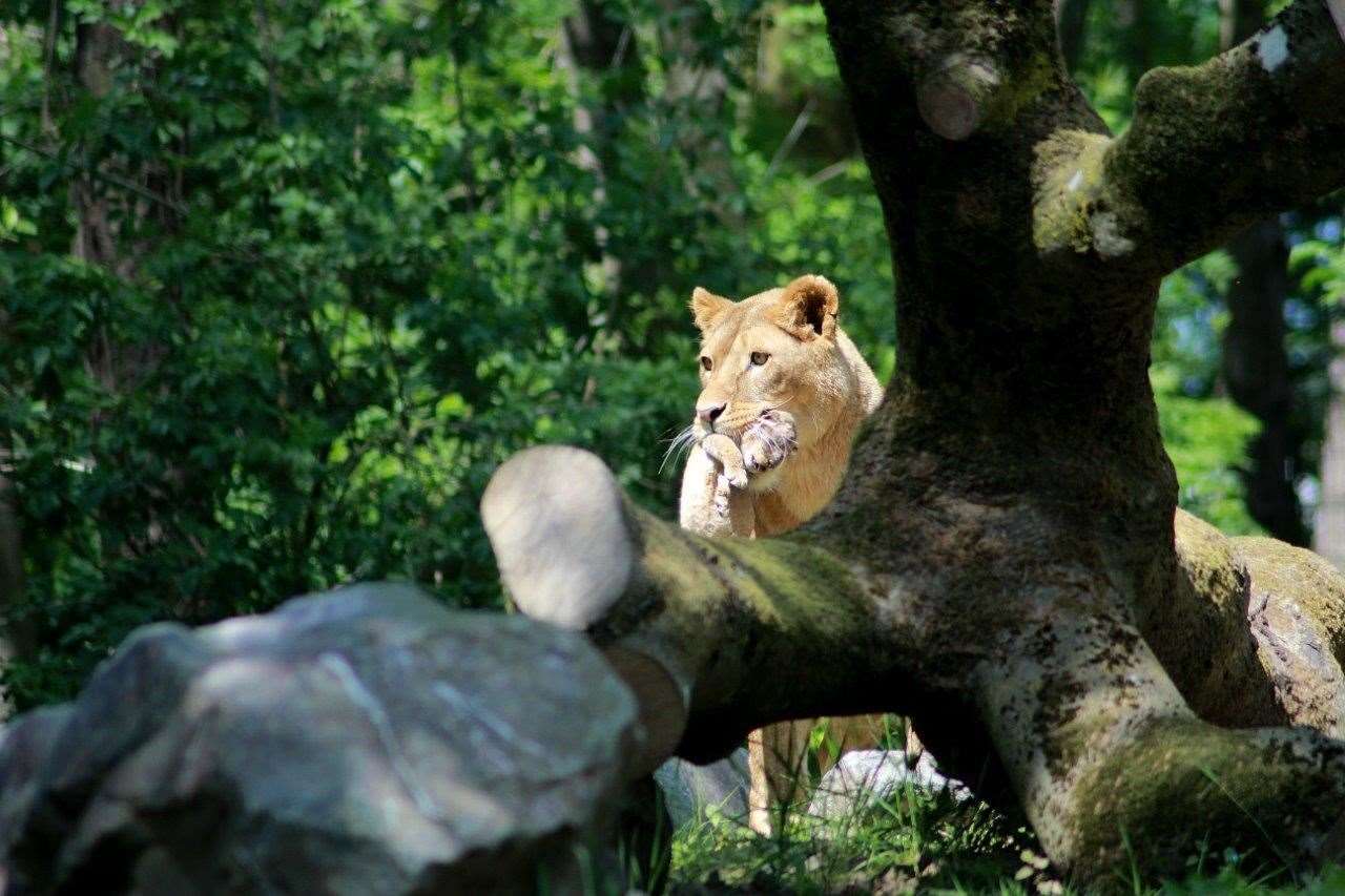 The cubs were born on May 13