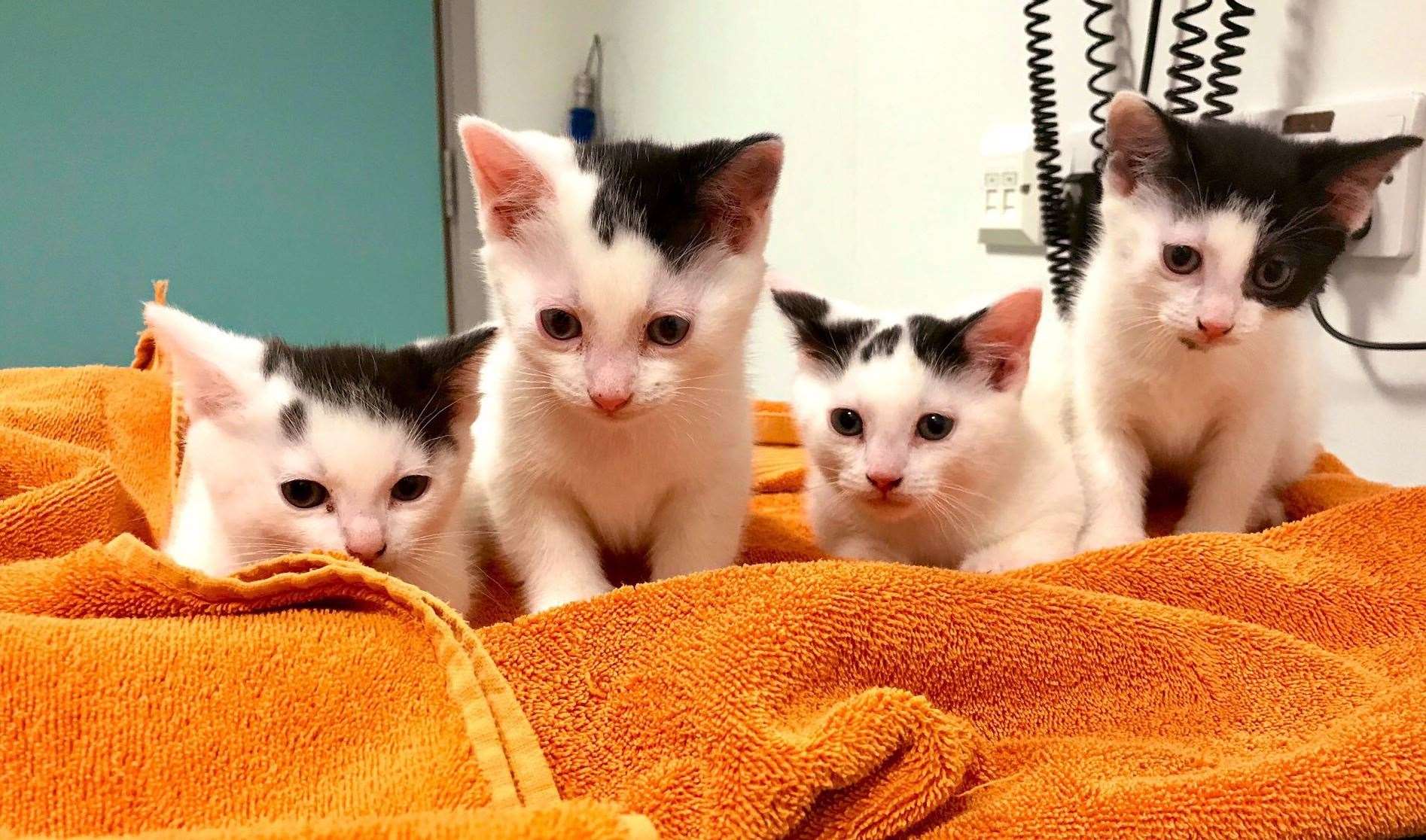 The kittens were found dumped in box