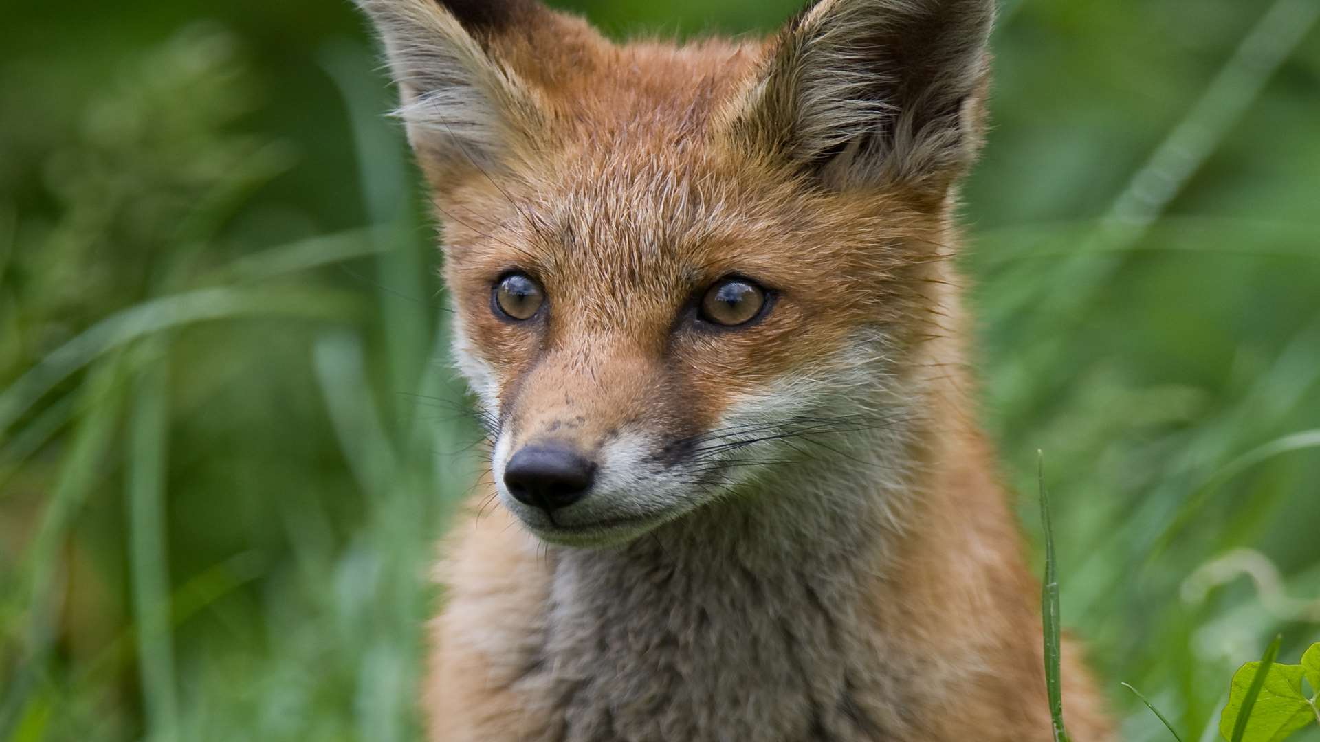 Sir Roger Gale says foxhunting is "regressive and unpleasant"