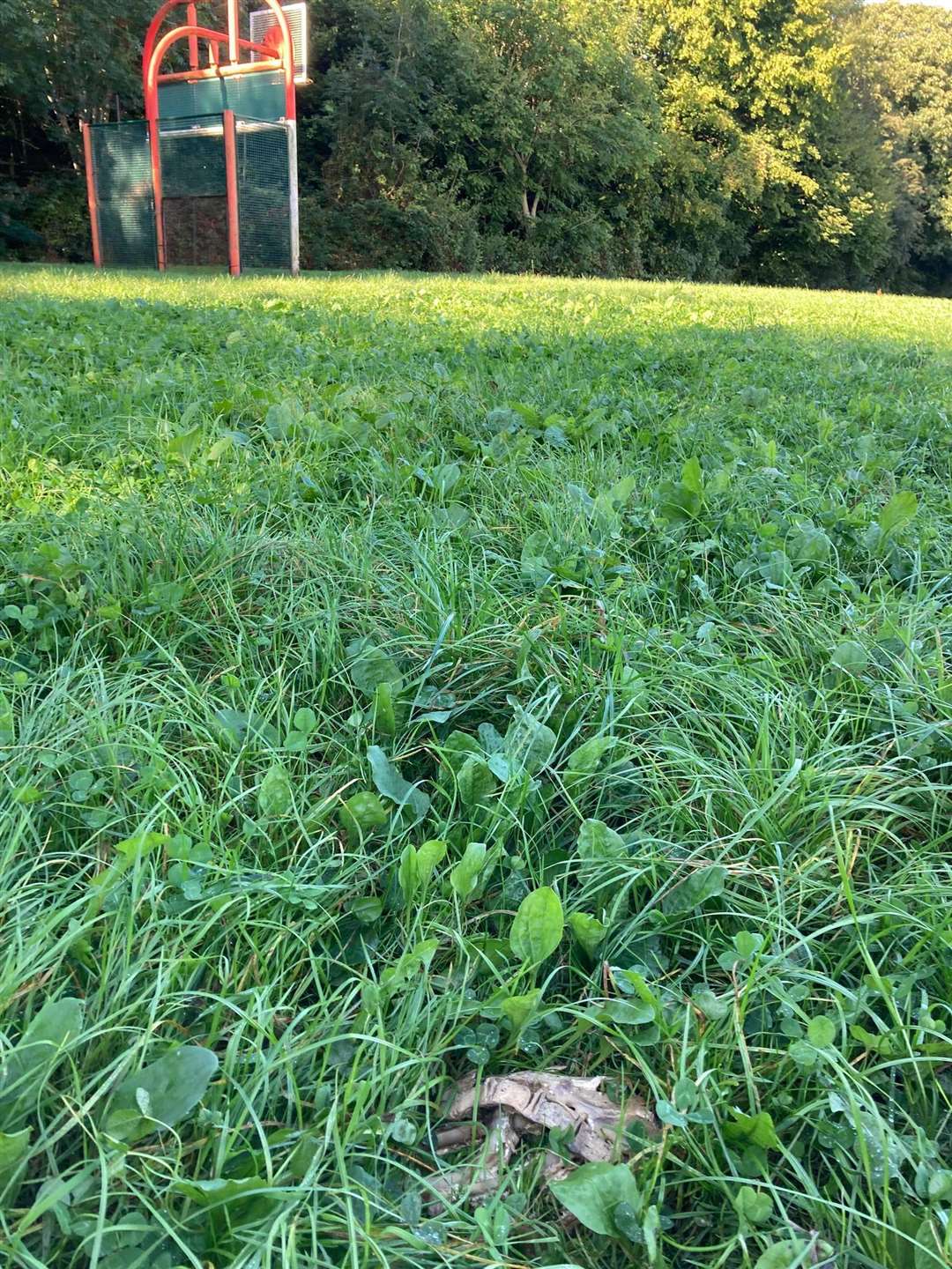 The remains are left near a children's play area