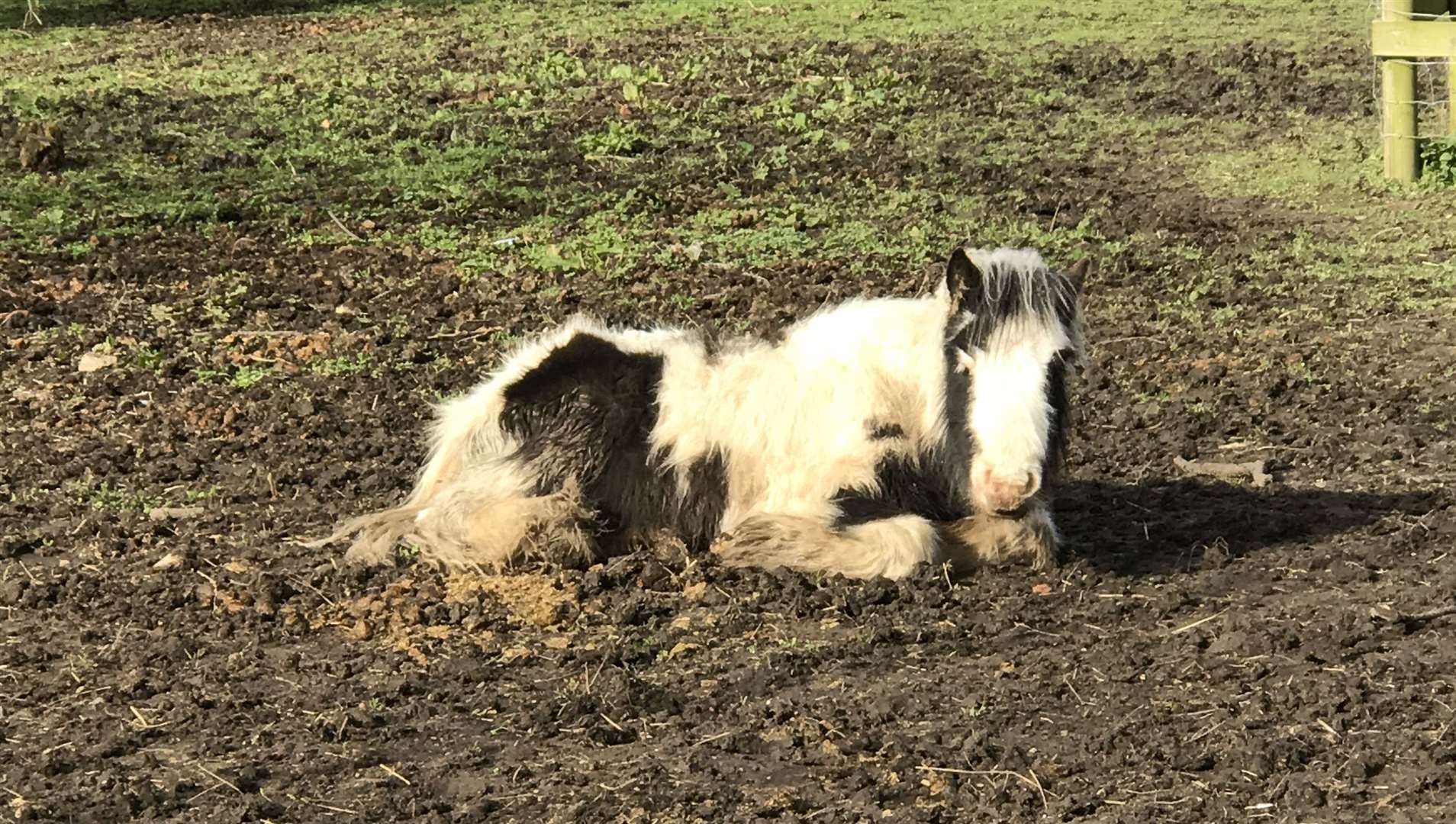 The RSPCA has warned a Covid-19 recession could spark a fresh crisis for horses like abandoned Darren