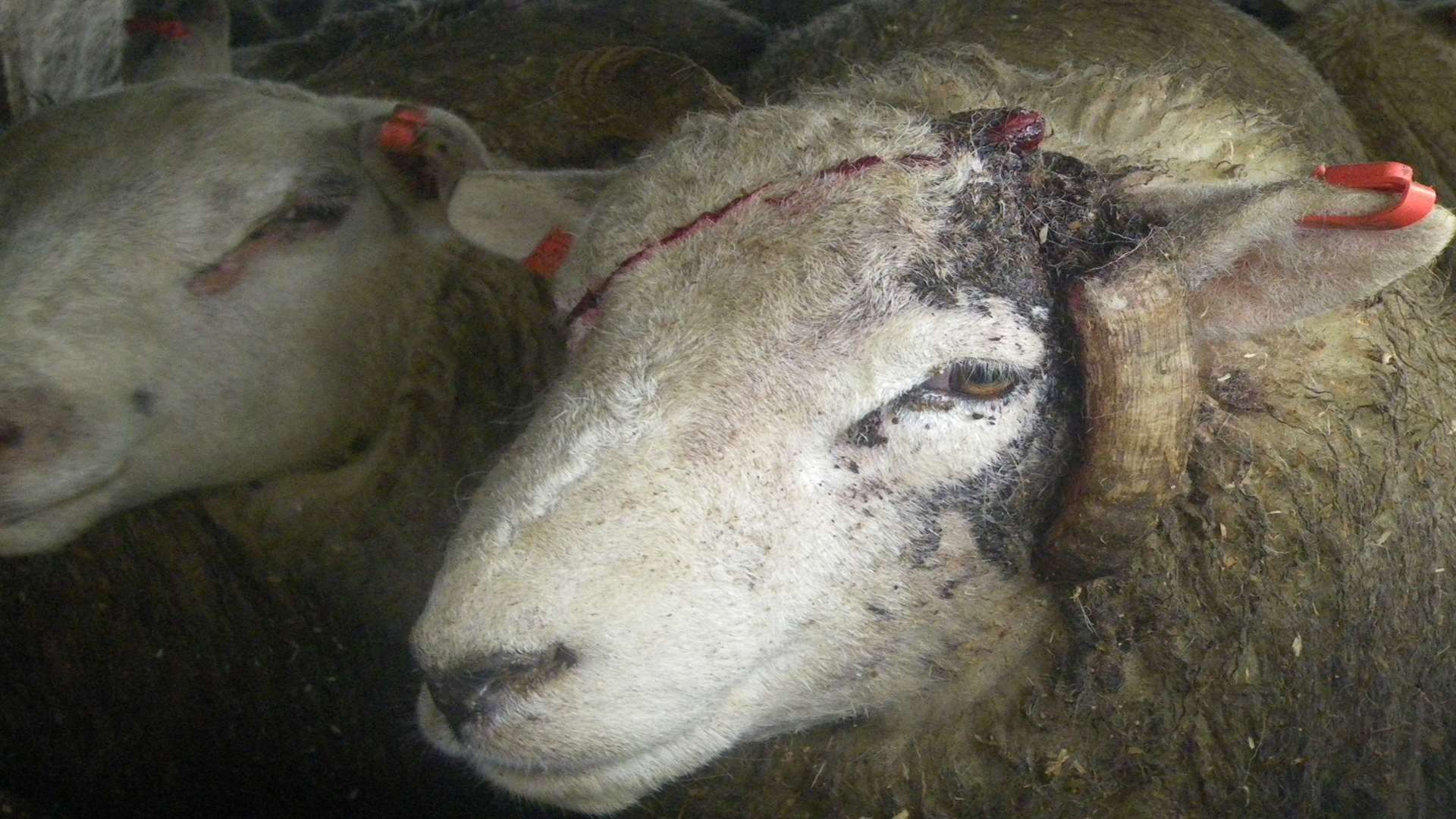 Sheep ready for export via the port of Dover