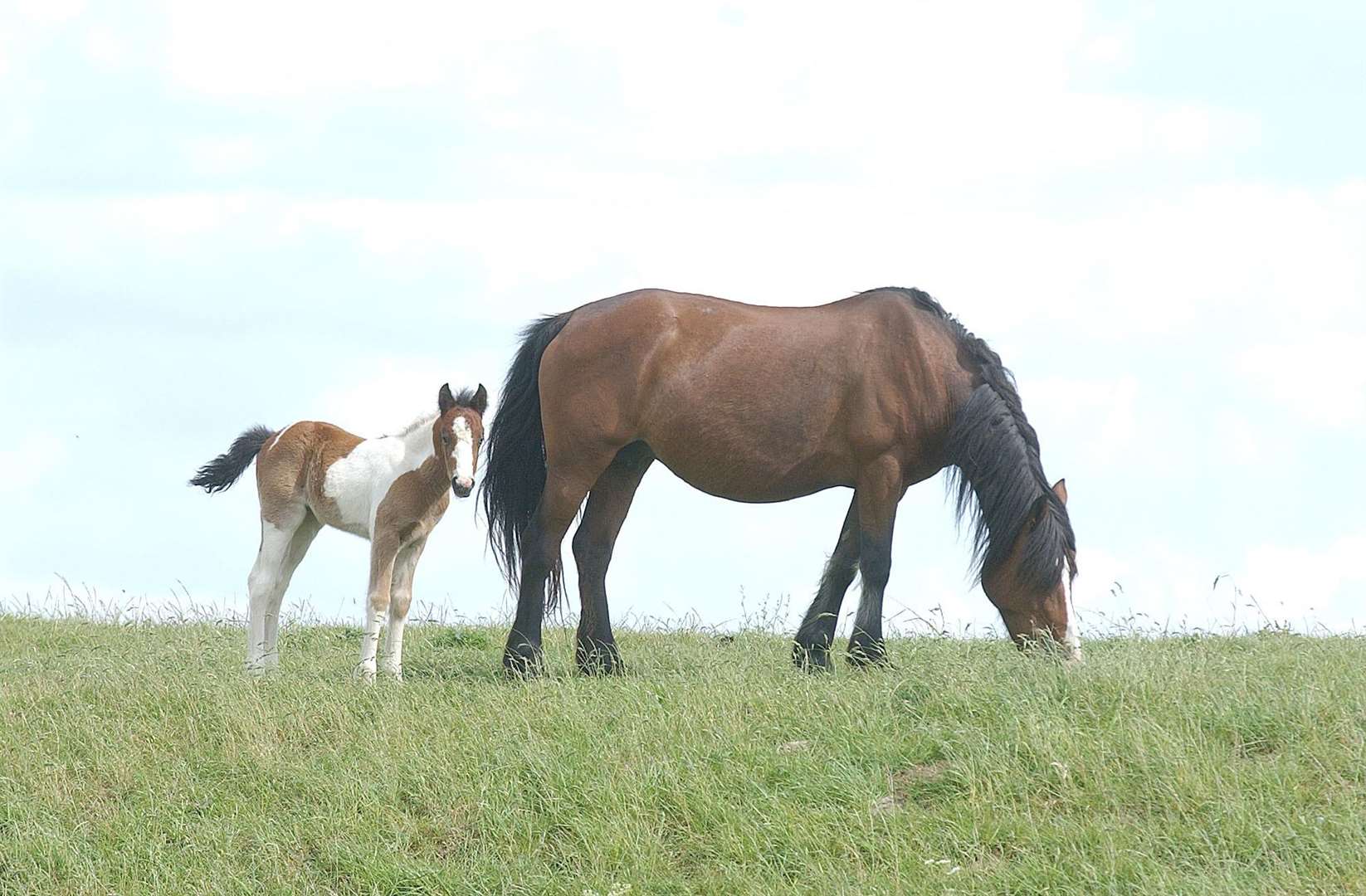 We've all got that one friend who's madly obsessed with horses