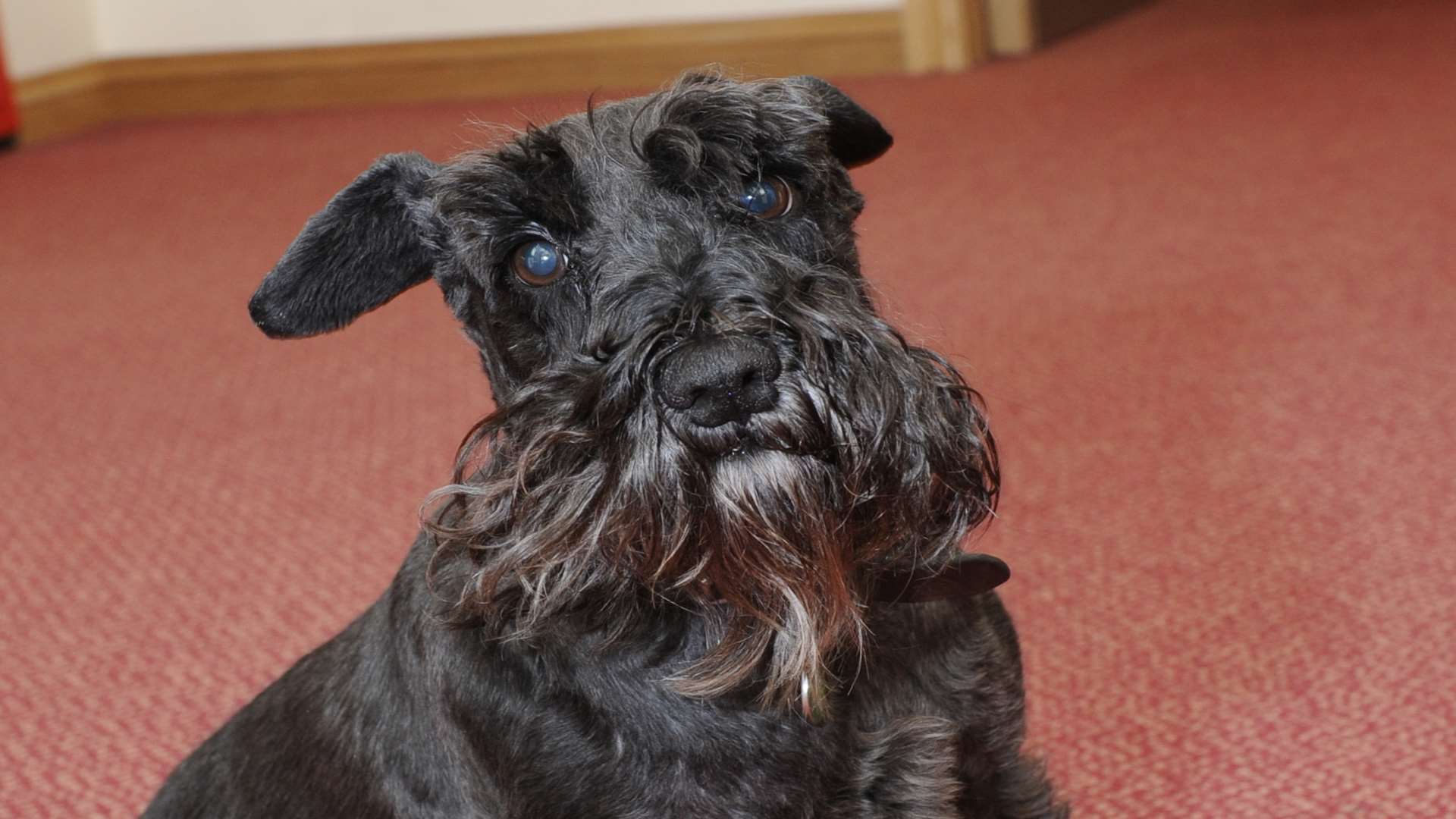 A miniature schnauzer