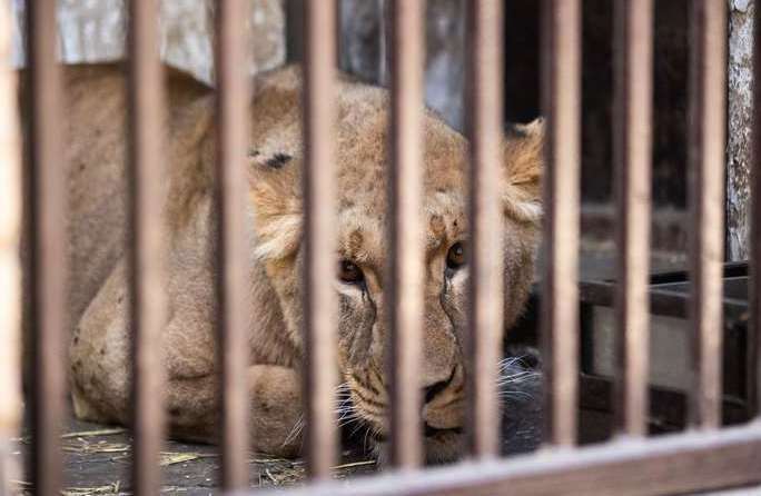 African lioness, Yuna, has been taken from her enclosure in war-torn Ukraine to Smarden. Picture: The Big Cat Sanctuary