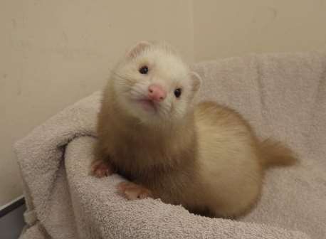 Chris the ferret