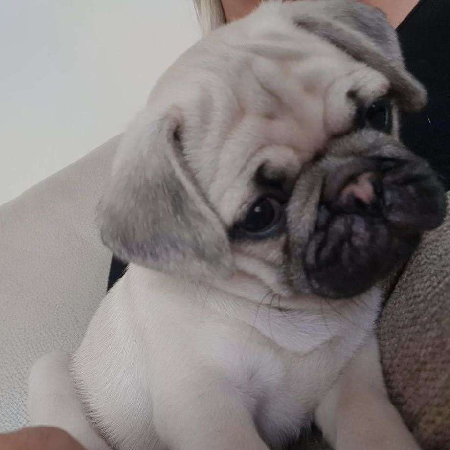 Frank the pug