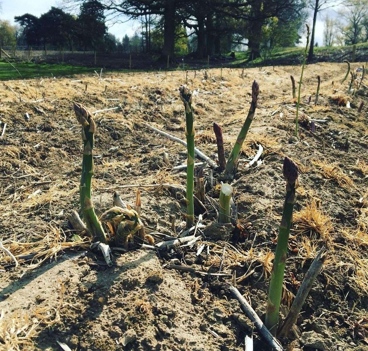 Asparagus at Lower Ladysden Farm